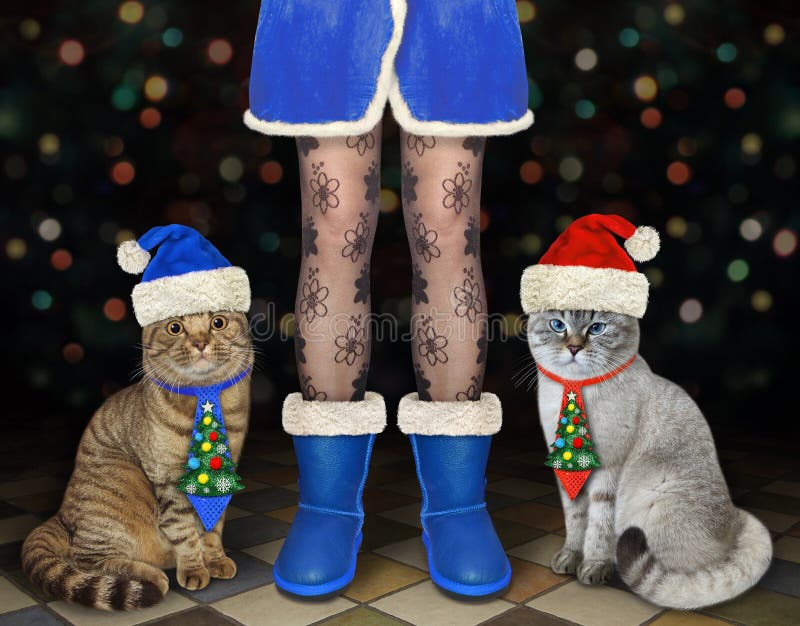 Two cats in holiday ties sit at female legs of Santa Claus at the party for Christmas. Two cats in holiday ties sit at female legs of Santa Claus at the party for Christmas