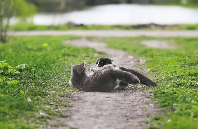Två katter som på våren slåss i gårdrullningen på dammet arkivbild Två katter som på våren slåss i gårdrullningen på dammet arkivbild
