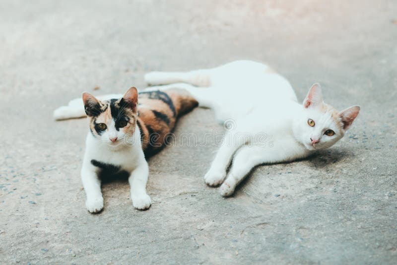 Två katter sover på cementkatter flår yttersida, thailändsk katthud royaltyfri fotografi Två katter sover på cementkatter flår yttersida, thailändsk katthud royaltyfri fotografi