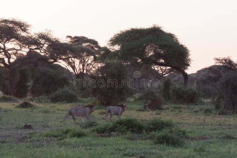 Två lejon och två bröder går att jaga Amboseli Kenya royaltyfri foto Två lejon och två bröder går att jaga Amboseli Kenya royaltyfri foto