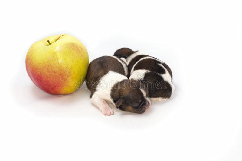 Två lilla shihtzuvalpar jämför in med äpplet arkivbild