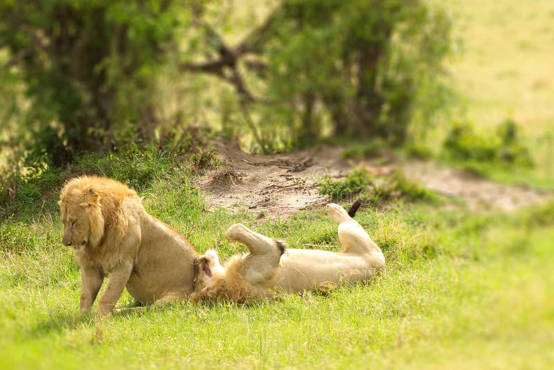 Två manliga lejon som jagar ner en gammal buffelman i den MasaiMara nationalparken i Kenya arkivfoton Två manliga lejon som jagar ner en gammal buffelman i den MasaiMara nationalparken i Kenya arkivfoton