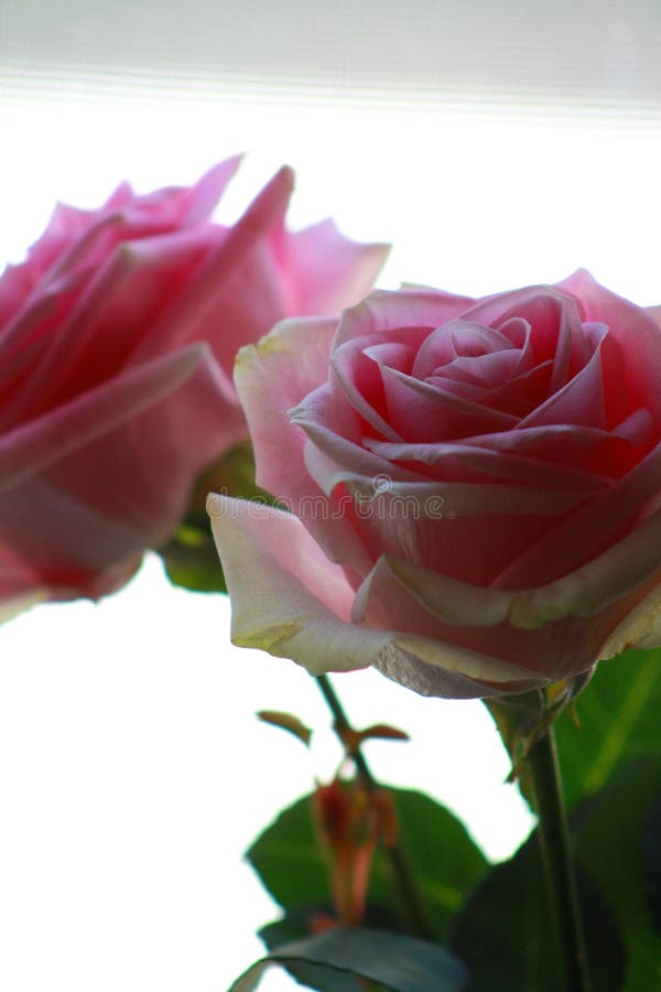 Två rosa ro royaltyfri bild Två rosa ro royaltyfri bild