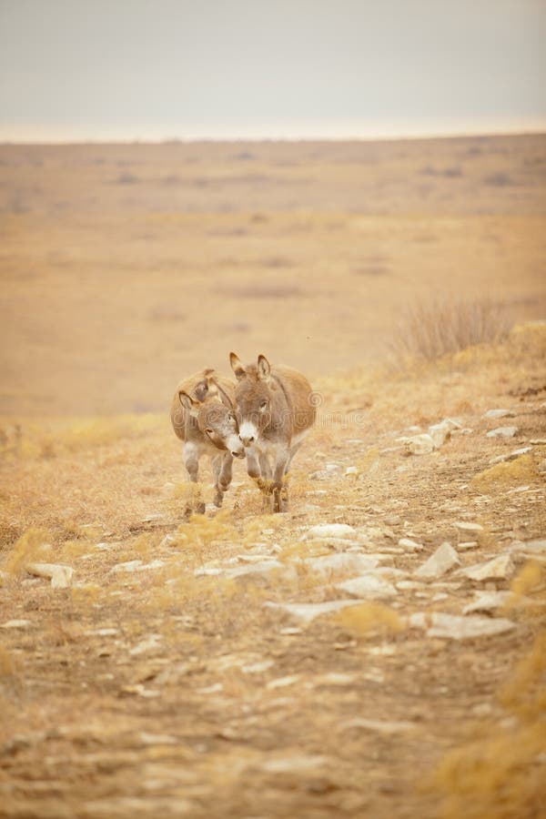 Two donkeys run and play in a field in the wintertime. Two donkeys run and play in a field in the wintertime