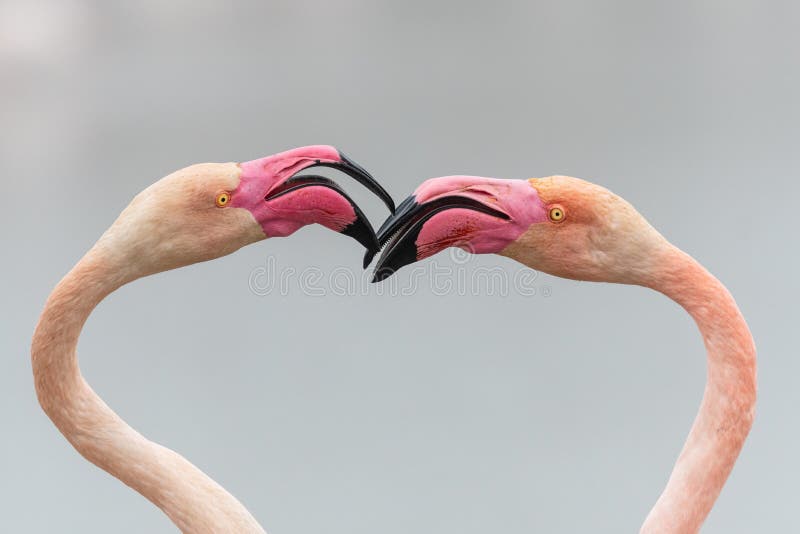 flamingo heart - valentines day - love - hostile - two greater flamingos fighting forming a flamingo heart . Camargue , France - valentine's day message. flamingo heart - valentines day - love - hostile - two greater flamingos fighting forming a flamingo heart . Camargue , France - valentine's day message