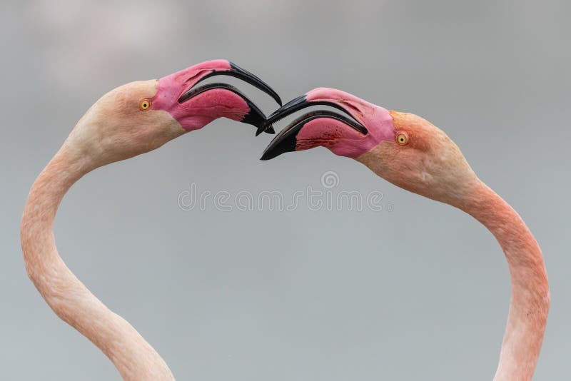 flamingo heart - valentines day - love - hostile - two greater flamingos fighting forming a flamingo heart . Camargue , France - valentine's day message. flamingo heart - valentines day - love - hostile - two greater flamingos fighting forming a flamingo heart . Camargue , France - valentine's day message