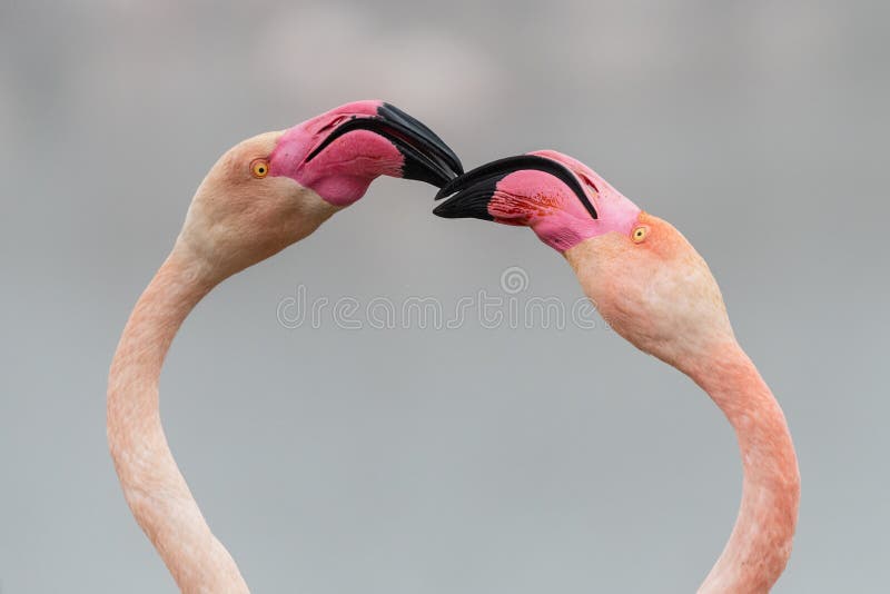 flamingo heart - valentines day - love - hostile - two greater flamingos fighting forming a flamingo heart . Camargue , France - valentine's day message. flamingo heart - valentines day - love - hostile - two greater flamingos fighting forming a flamingo heart . Camargue , France - valentine's day message