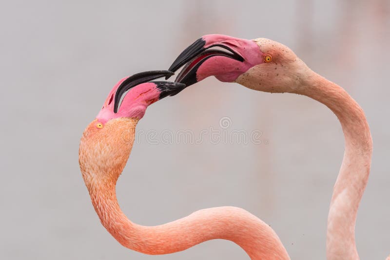 flamingo heart - valentines day - love - hostile - two greater flamingos fighting forming a flamingo heart . Camargue , France - valentine's day message. flamingo heart - valentines day - love - hostile - two greater flamingos fighting forming a flamingo heart . Camargue , France - valentine's day message