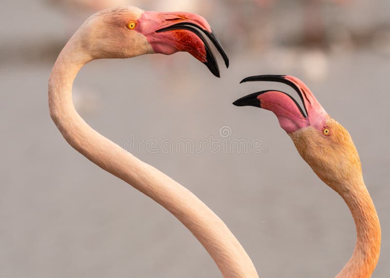 flamingo heart - valentines day - love - hostile - two greater flamingos fighting forming a flamingo heart . Camargue , France - valentine's day message. flamingo heart - valentines day - love - hostile - two greater flamingos fighting forming a flamingo heart . Camargue , France - valentine's day message