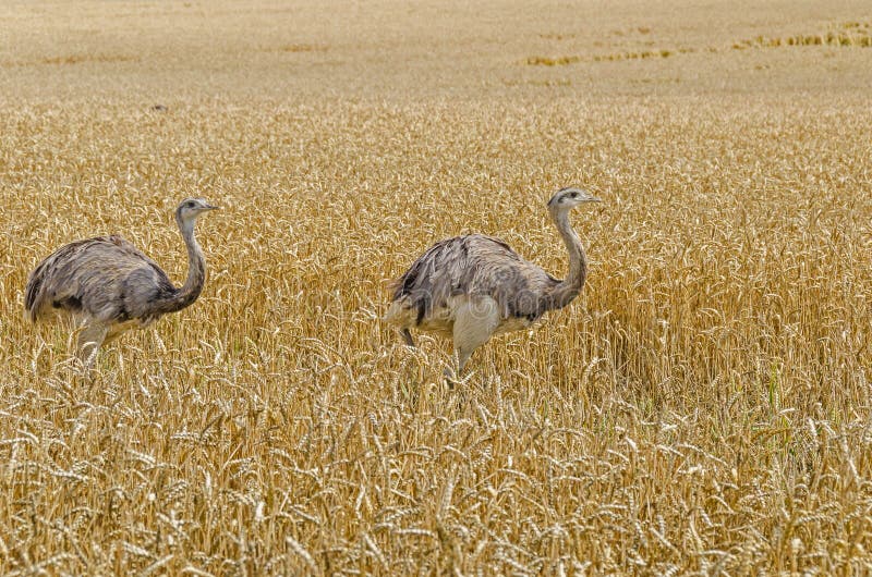 Two american greater rheas (Nandu, Rhea americana) walking through the grainfield in Mecklenburg-West Pomerania, Germany. The ratites have erupted 15 years ago from an enclosure and now grown into a stable population. Two american greater rheas (Nandu, Rhea americana) walking through the grainfield in Mecklenburg-West Pomerania, Germany. The ratites have erupted 15 years ago from an enclosure and now grown into a stable population.