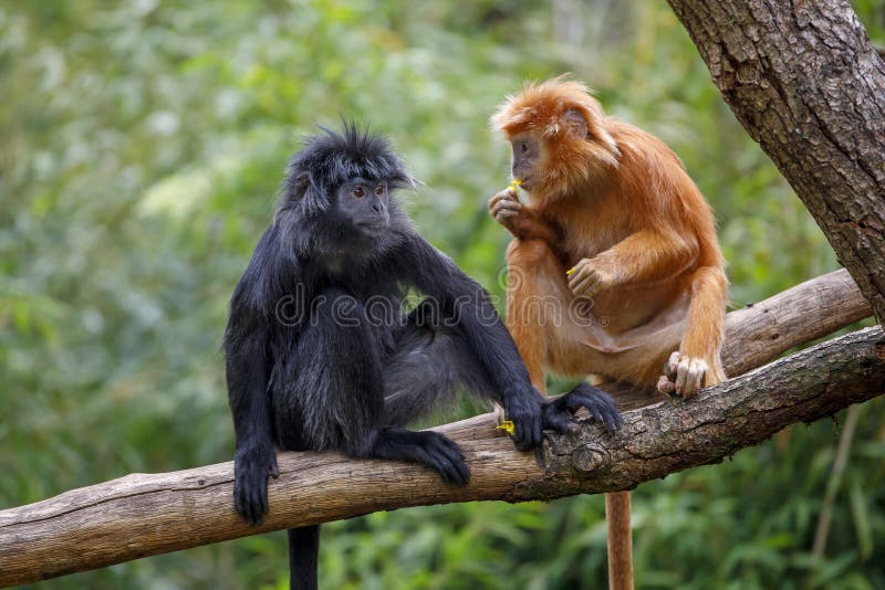 Två söta apor av babypithecus auratus arkivbilder
