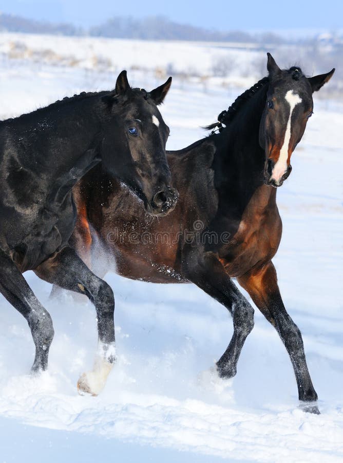 Två unga hästar som leker på snowen, sätter in royaltyfria bilder Två unga hästar som leker på snowen, sätter in royaltyfria bilder