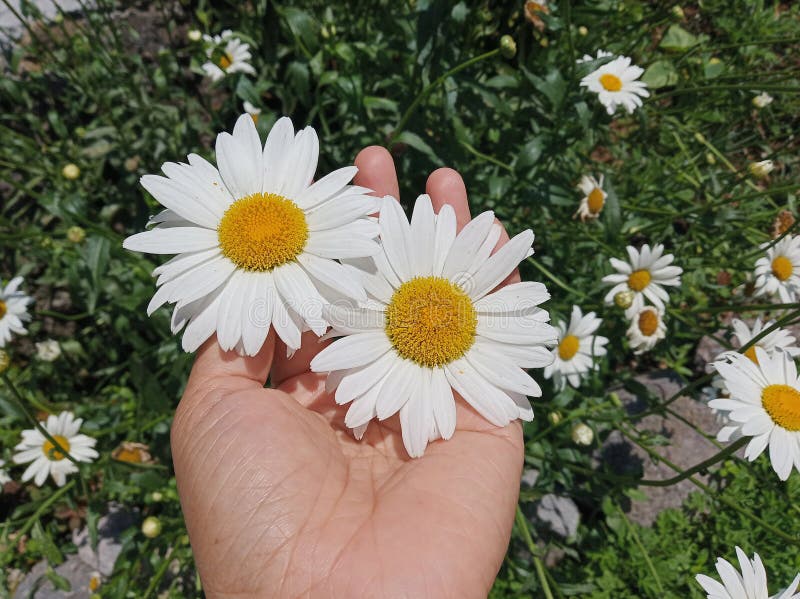 Två vackra vita blommor blommar i en ung kvinnas hand i grönträdgårdsbakgrund Kärlek och skyddskoncept arkivfoto Två vackra vita blommor blommar i en ung kvinnas hand i grönträdgårdsbakgrund Kärlek och skyddskoncept arkivfoto