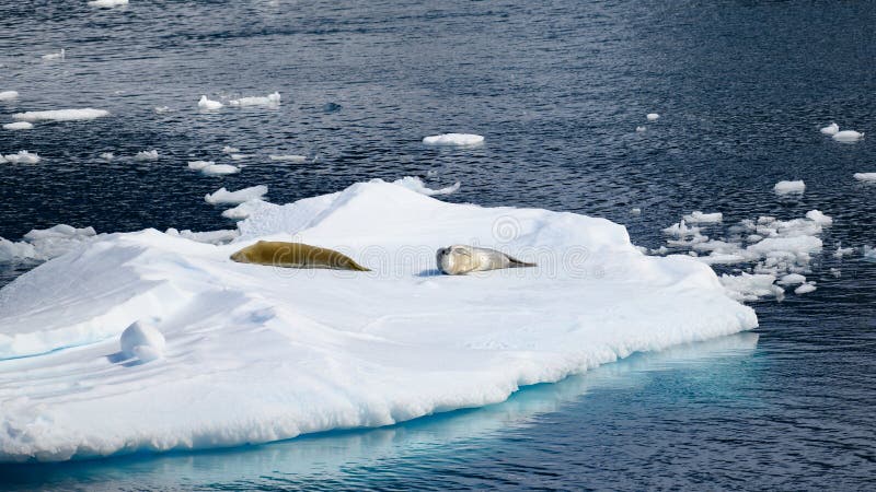 Weddell seals take a break of swimming in night blue water of Lemaire Channel in Antarctica, Southern Sea. Weddell seals take a break of swimming in night blue water of Lemaire Channel in Antarctica, Southern Sea