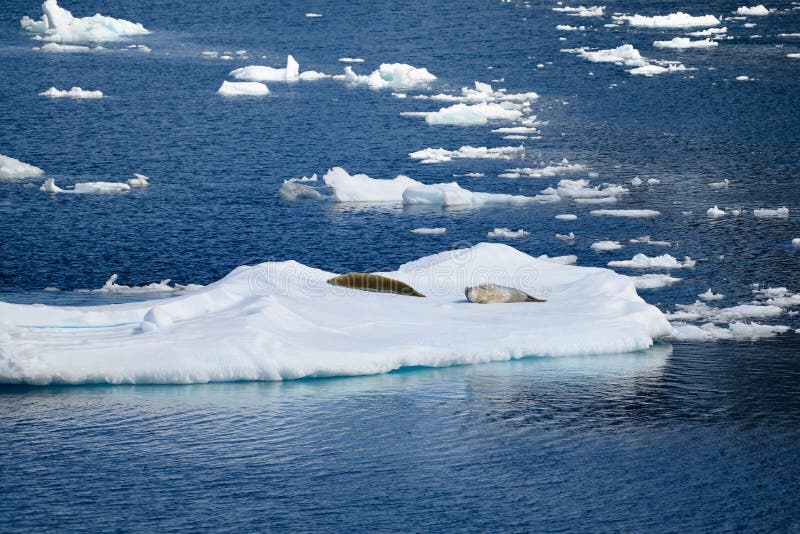 Weddell seals take a break of swimming in night blue water of Lemaire Channel in Antarctica, Southern Sea. Weddell seals take a break of swimming in night blue water of Lemaire Channel in Antarctica, Southern Sea