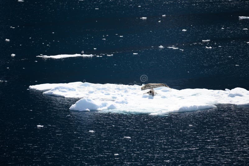 Weddell seals take a break of swimming in night blue water of Lemaire Channel in Antarctica, Southern Sea. Weddell seals take a break of swimming in night blue water of Lemaire Channel in Antarctica, Southern Sea