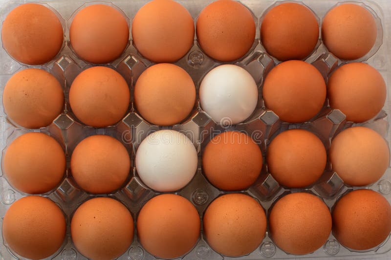 Två vita ägg mellan andra bruna ägg arkivbild Två vita ägg mellan andra bruna ägg arkivbild