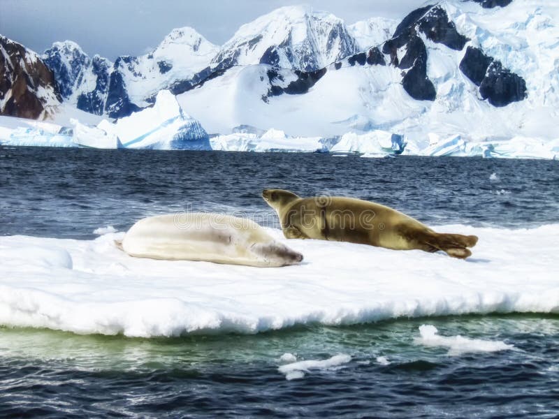 Two Weddell Seals & x28;Leptonychotes weddellii& x29; on ice. Two Weddell Seals & x28;Leptonychotes weddellii& x29; on ice