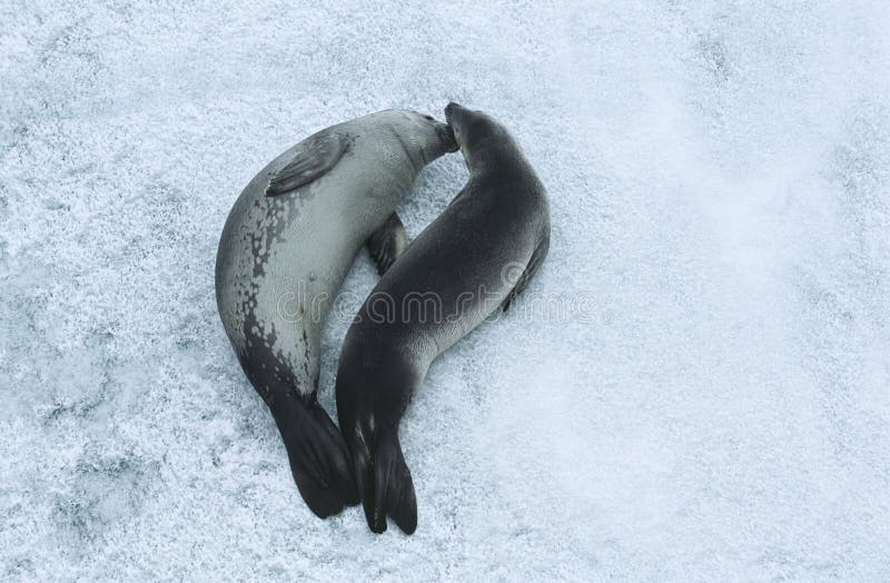 Two Weddell Seals (Leptonychotes weddellii) on ice view from above. Two Weddell Seals (Leptonychotes weddellii) on ice view from above