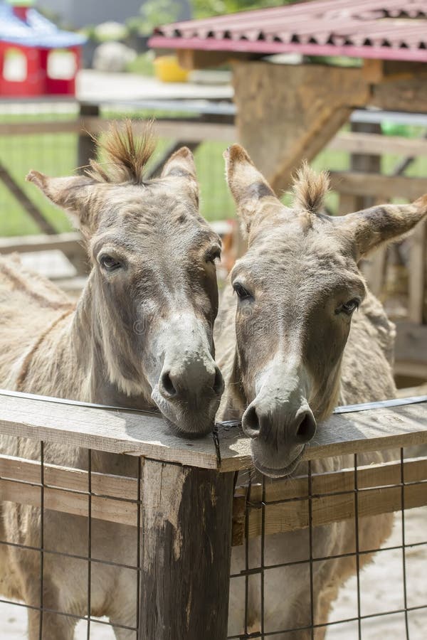 Portrait of two donkeys in stable. Portrait of two donkeys in stable.