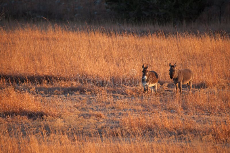 Two donkeys walking in a field in Kansas. Two donkeys walking in a field in Kansas.