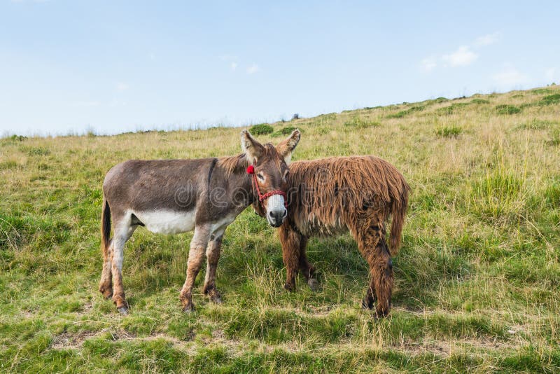 Two donkeys on a meadow, juxtaposed, bizarre framing, interesting idea, rural pasture in Romania, green grass. Two donkeys on a meadow, juxtaposed, bizarre framing, interesting idea, rural pasture in Romania, green grass