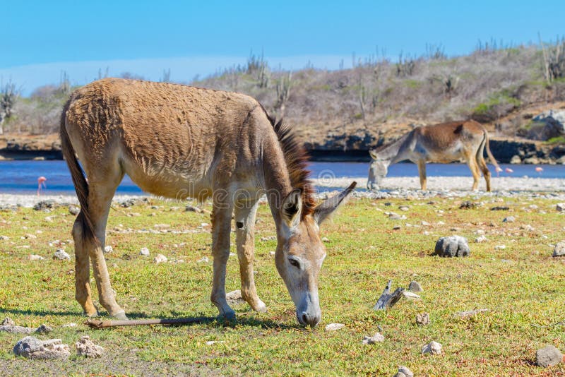 Two donkeys grazing in meadow at waterfront on Bonaire. Two donkeys grazing in meadow at waterfront on Bonaire