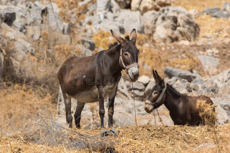 Two brown donkeys resting in Greece Rodhos. Two brown donkeys resting in Greece Rodhos