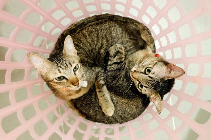Twee aanbiddelijke Katten die in mand liggen De mooie tijd van de vriendenzusters van de Paarfamilie thuis de katjesknuffel neste royalty-vrije stock fotografie Twee aanbiddelijke Katten die in mand liggen De mooie tijd van de vriendenzusters van de Paarfamilie thuis de katjesknuffel neste royalty-vrije stock fotografie