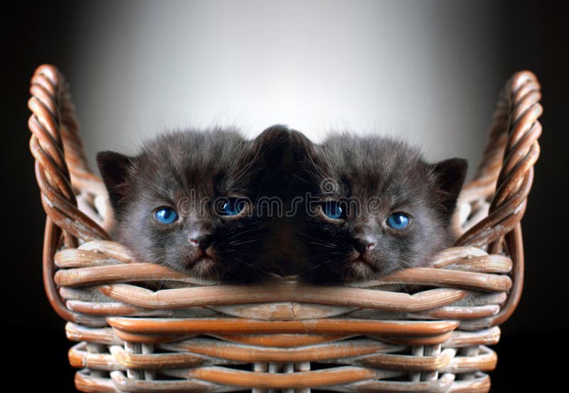 Twee Aanbiddelijke Zwarte Katjes in Mand royalty-vrije stock fotografie Twee Aanbiddelijke Zwarte Katjes in Mand royalty-vrije stock fotografie