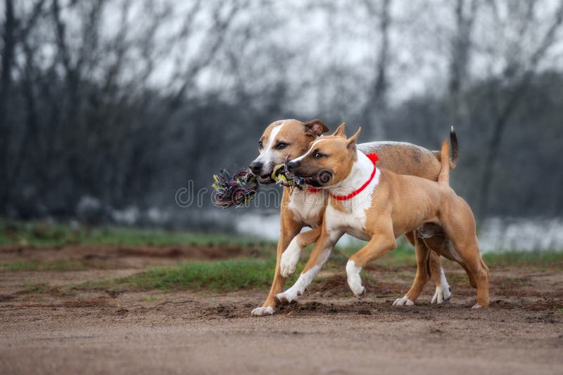 Twee Amerikaanse staffordshire terriërhonden die in openlucht lopen royalty-vrije stock foto's Twee Amerikaanse staffordshire terriërhonden die in openlucht lopen royalty-vrije stock foto's