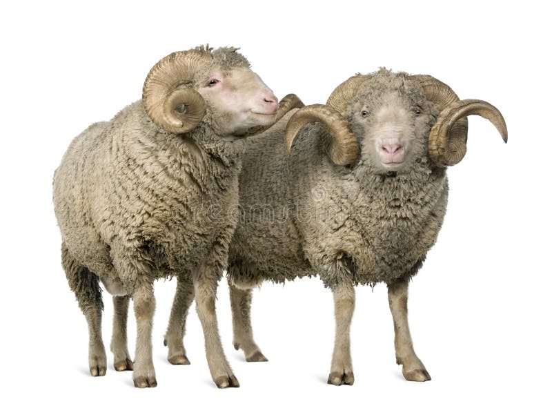 Two Arles Merino sheep, rams, standing in front of white background. Two Arles Merino sheep, rams, standing in front of white background