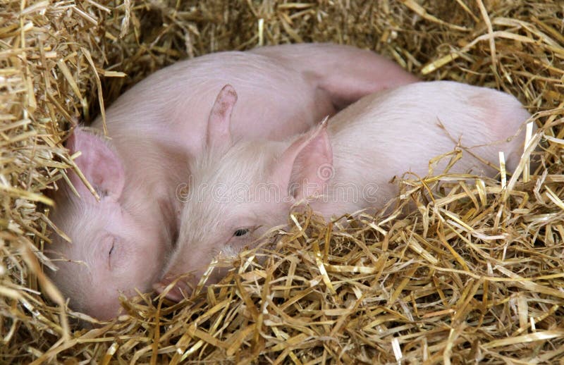Twee biggetjes die in stro rusten stock afbeelding Twee biggetjes die in stro rusten stock afbeelding