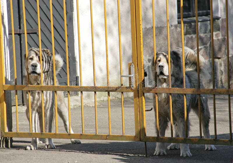 Twee boze honden stock fotografie Twee boze honden stock fotografie