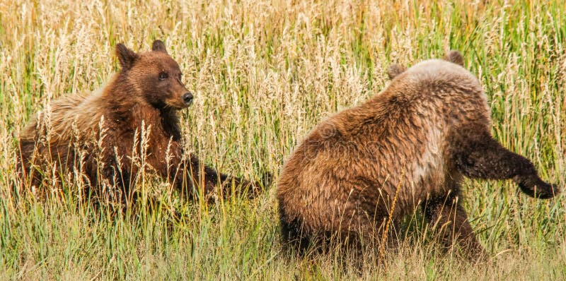 Two brown grizzly bear cubs playing in a meadow in Lake Clark National Park. These bears spend weeks grazing on the fresh grasses in late spring and early summer, before the coastal salmon runs start. These coastal dwelling bears are very similar to grizzly bears, which live 100 or more miles inland, but they get much bigger due to plenty of food sources such as grasses and salmon. Lake Clark National Park is one of the largest areas in the world where Brown Grizzly bears are protected from hunting. Silver Salmon Creek, which empties into the Cook Inlet, is one of the most accessible places to view these bears up close in the world. This popular summer tourism destination allows the few visitors lucky enough to take excursions from Anchorage and the Kenai Peninsula to visit Silver Salmon Creek to see not just one but many of these magnificent creatures, one of the largest land predators in the world, often while fishing for salmon themselves. Two brown grizzly bear cubs playing in a meadow in Lake Clark National Park. These bears spend weeks grazing on the fresh grasses in late spring and early summer, before the coastal salmon runs start. These coastal dwelling bears are very similar to grizzly bears, which live 100 or more miles inland, but they get much bigger due to plenty of food sources such as grasses and salmon. Lake Clark National Park is one of the largest areas in the world where Brown Grizzly bears are protected from hunting. Silver Salmon Creek, which empties into the Cook Inlet, is one of the most accessible places to view these bears up close in the world. This popular summer tourism destination allows the few visitors lucky enough to take excursions from Anchorage and the Kenai Peninsula to visit Silver Salmon Creek to see not just one but many of these magnificent creatures, one of the largest land predators in the world, often while fishing for salmon themselves.