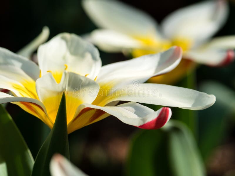Twee DameJane tulpen sluiten omhoog stock afbeeldingen Twee DameJane tulpen sluiten omhoog stock afbeeldingen
