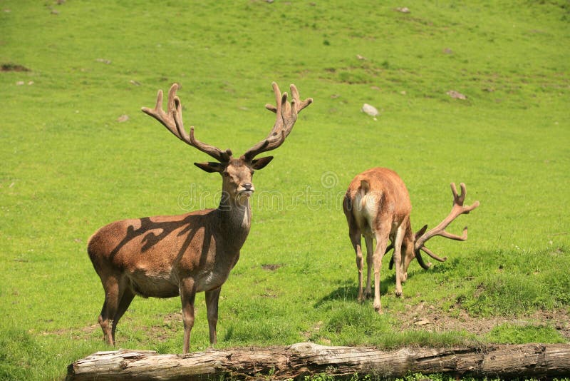 Twee Deers royalty-vrije stock afbeelding Twee Deers royalty-vrije stock afbeelding