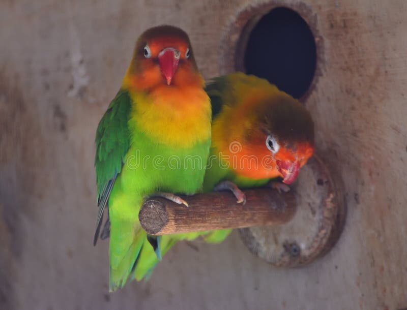 Twee dicht bij elkaar Neergestreken Liefdevogels stock afbeeldingen Twee dicht bij elkaar Neergestreken Liefdevogels stock afbeeldingen