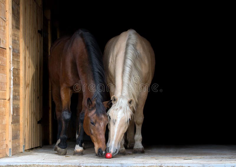 Twee die paarden op zwarte achtergrond worden geïsoleerd royalty-vrije stock foto's Twee die paarden op zwarte achtergrond worden geïsoleerd royalty-vrije stock foto's