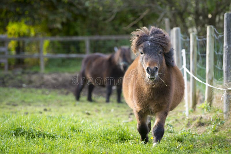 Two pony one running toward at fresh green meadow with fence. Two pony one running toward at fresh green meadow with fence