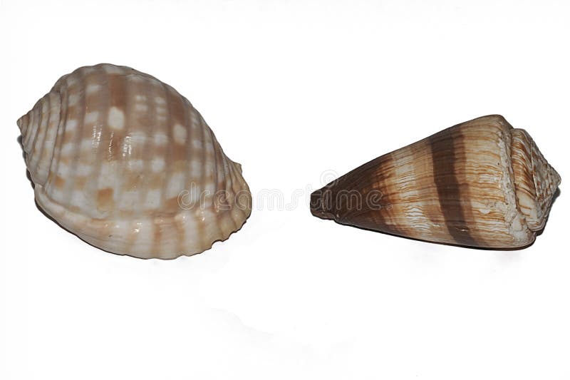Twee die shells op Wit wordt geïsoleerd royalty-vrije stock afbeeldingen Twee die shells op Wit wordt geïsoleerd royalty-vrije stock afbeeldingen