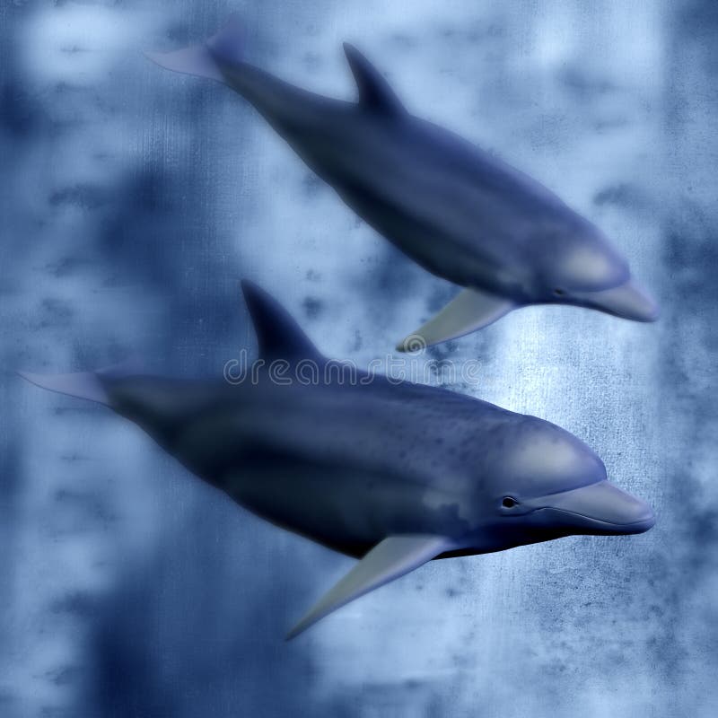 Twee dolfijnen