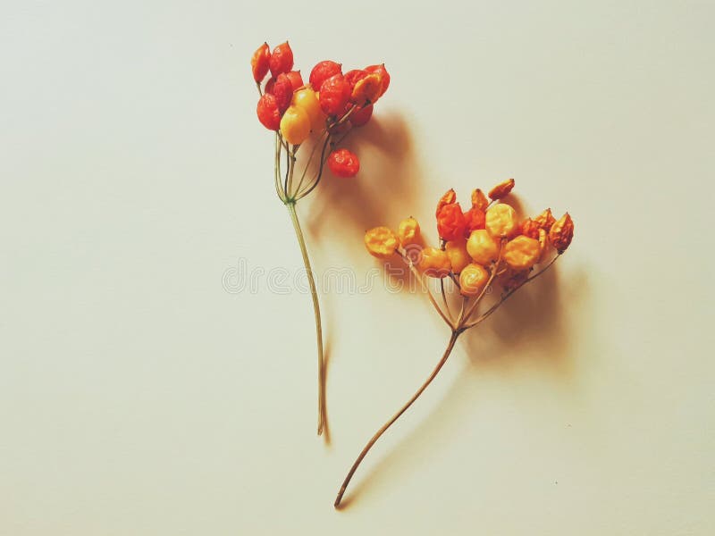 Twee doorntakken met droge rode bessen royalty-vrije stock afbeeldingen