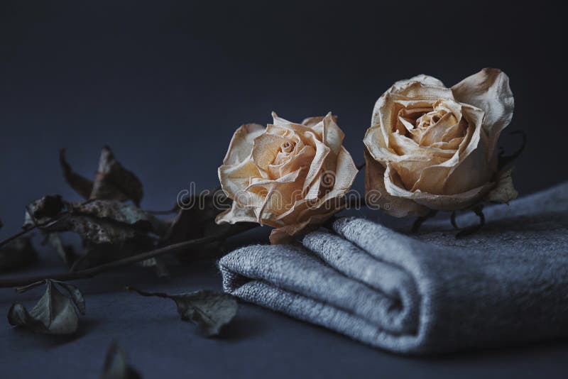 Twee droge witte rozen op grijze achtergrond met natuurlijk linnen drap stock afbeelding Twee droge witte rozen op grijze achtergrond met natuurlijk linnen drap stock afbeelding
