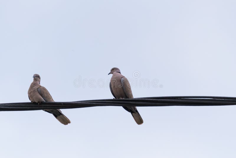 Twee duiven op een elektrische kabel met sociale afstanden