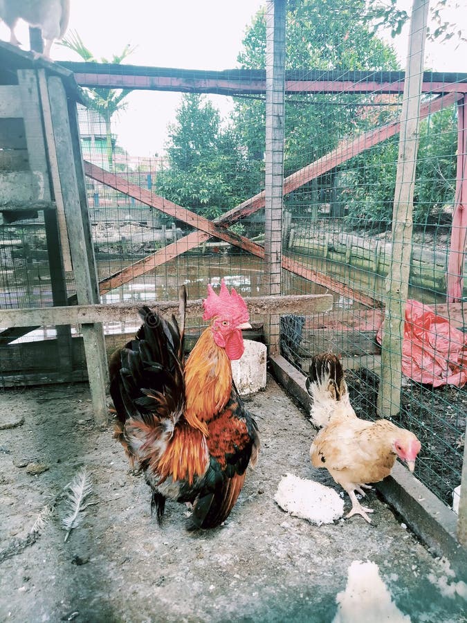 Dwarf chicken in a cage at the zoo. Dwarf chicken in a cage at the zoo