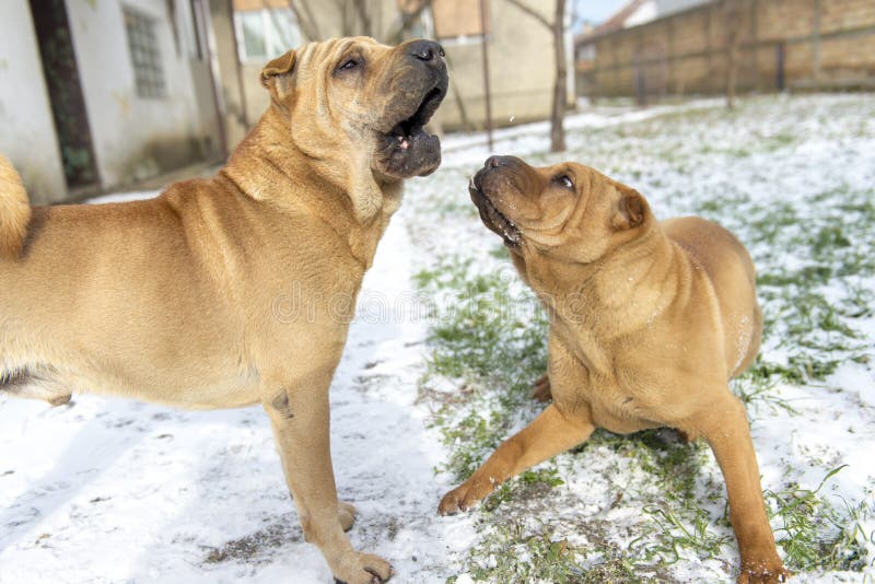 Twee grappige honden spelen samen royalty-vrije stock foto