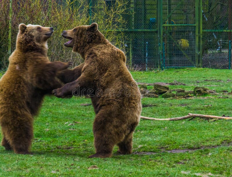 Fonkelnieuw Grappige Dieren Stockfoto's en afbeeldingen - Download 7,086 foto's RF-52