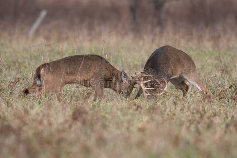 Two white-tailed deer bucks sparring and fighting in an open meadow in Smoky Mountains National Park. Two white-tailed deer bucks sparring and fighting in an open meadow in Smoky Mountains National Park
