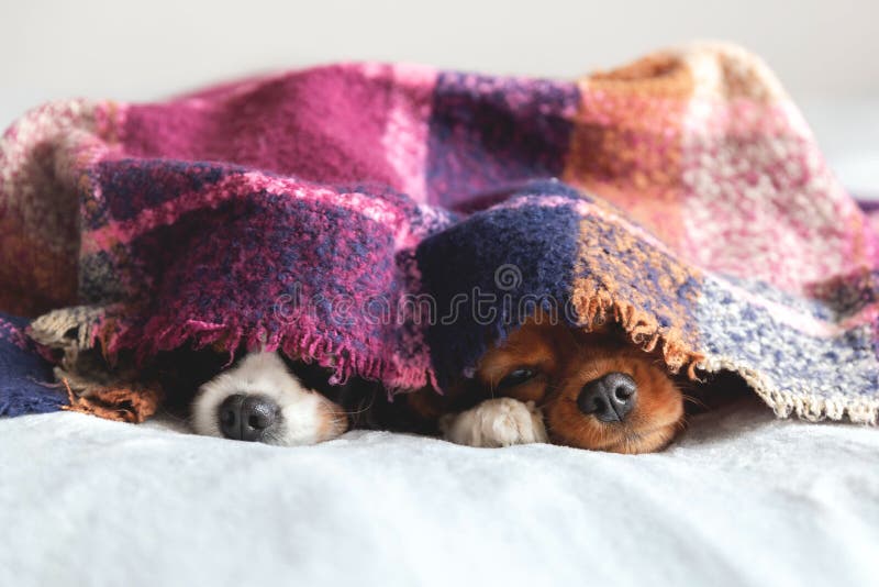 wagon duif accu Honden onder deken samen stock afbeelding. Image of gelukkig - 106280607